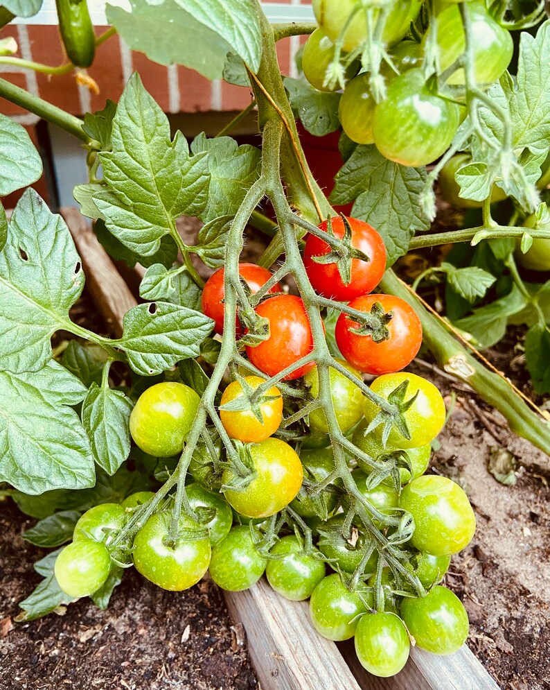 Tomate ApfelRosmarin 28,82EUR/kg Bild 2
