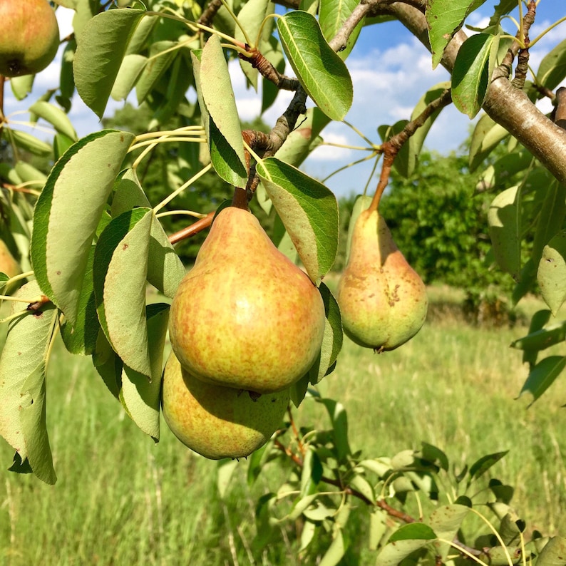 Marmelade BirneLavendel 24,35EUR/kg Bild 2