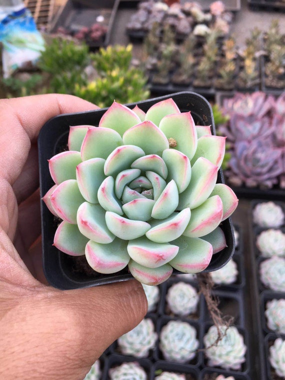 Succulent Live Plant Echeveria Suryeon