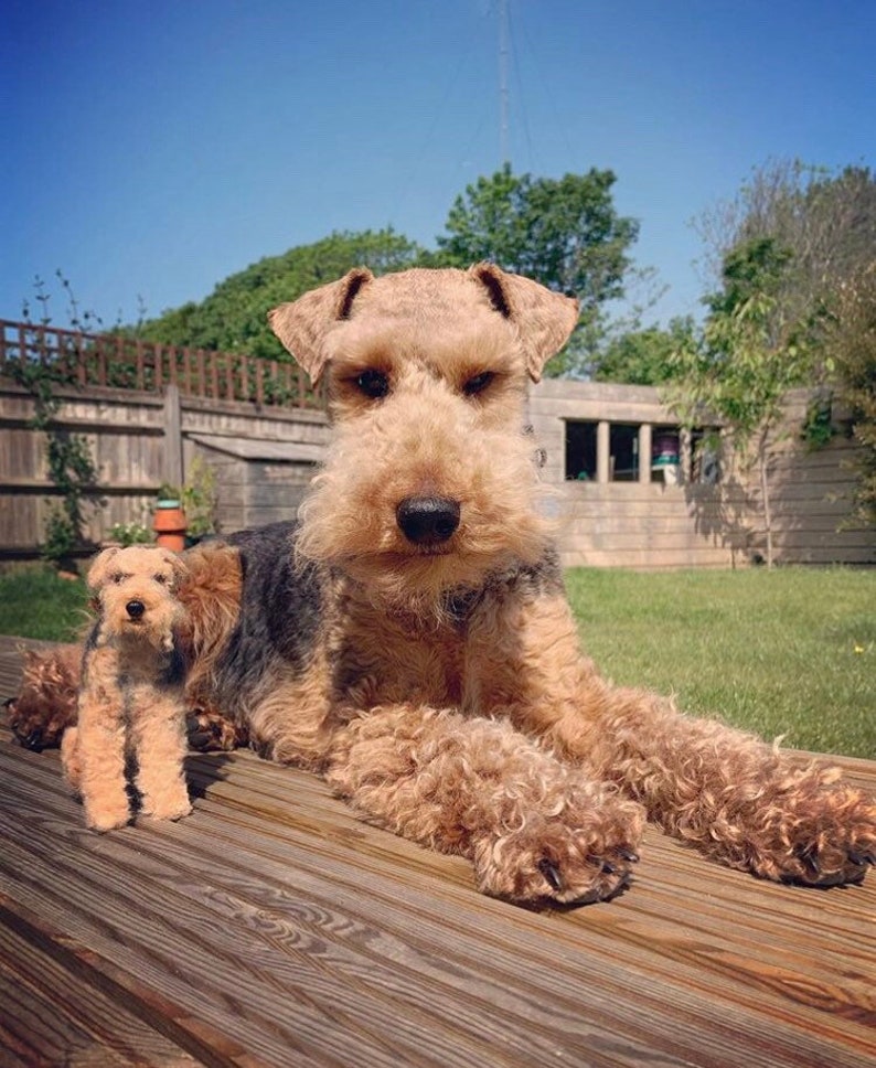 Welsh terrier miniature pet dog felted portrait