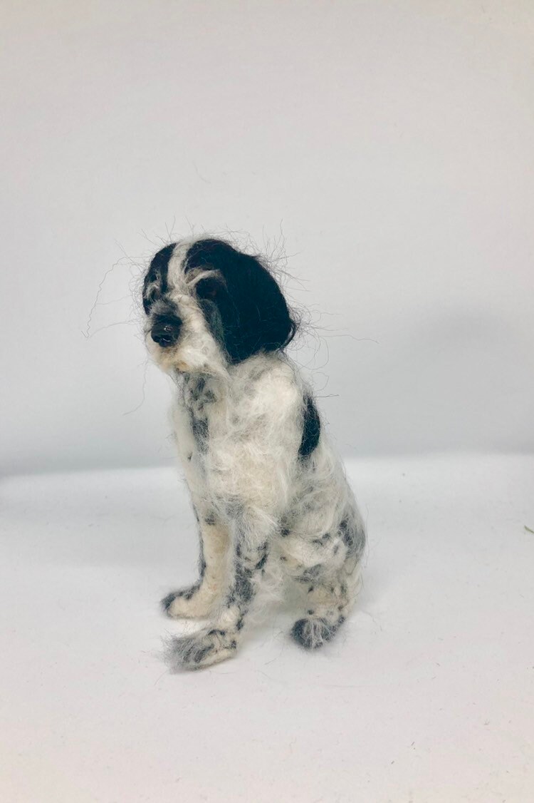 pointer X Springer Spaniel Miniature