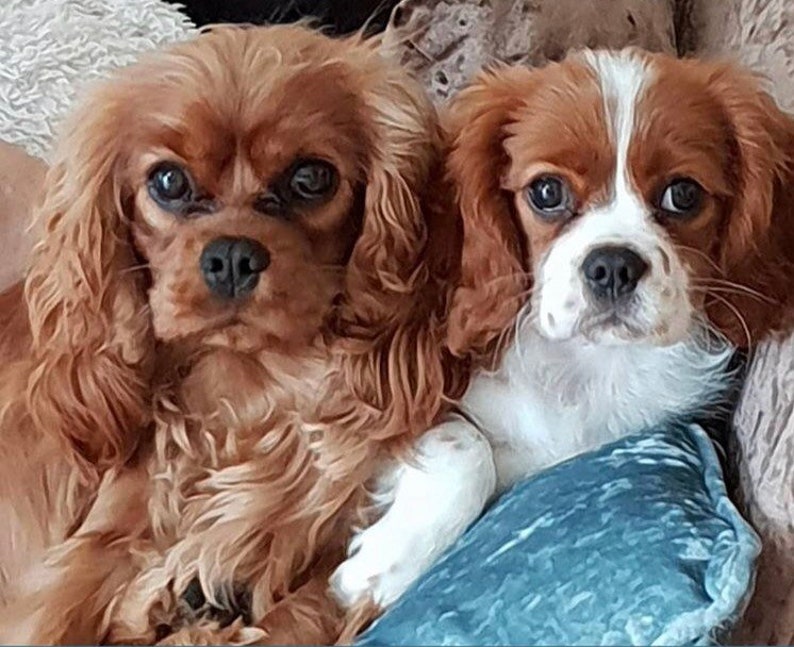 king charles spaniel mini king charles spaniel mini