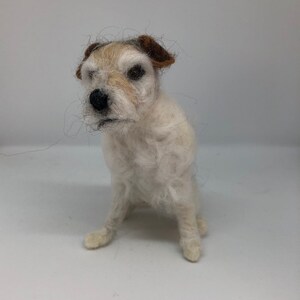 Jack Russel Haustier Hund Portrait Wired Haar Miniature