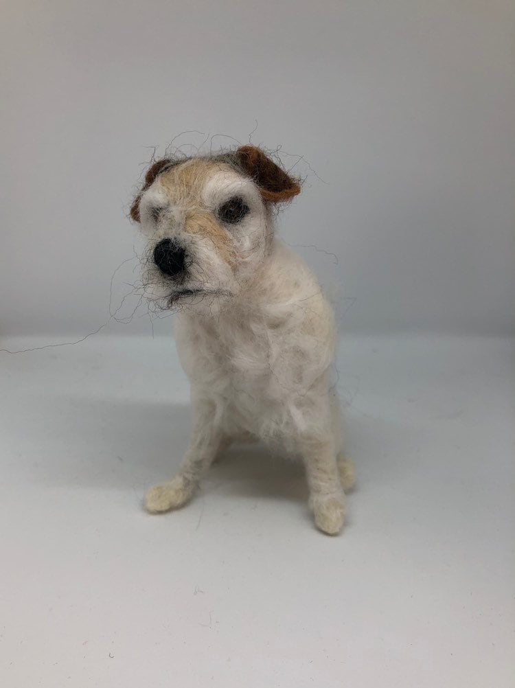 jack russell wire hair for sale