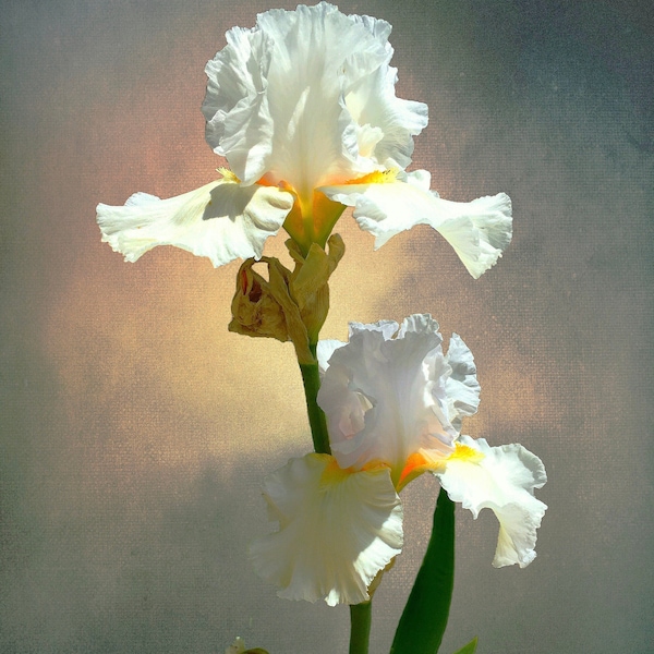 iris,white iris,foral art,floral decor,large wall décor,home décor,abstract décor,flowers,garden print,white flowers,spring flowers,wall dec