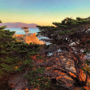 seascape,rustic decor,montereylone cypress, seascape,coastal photography,california seascape,pebble beach,17 mile drive,monterey seascape