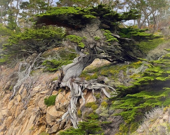 seascape,point lobos seascape,coastal photography,old veteran cypress,,california seascape,carmel california,rustic coastal,cypress cove