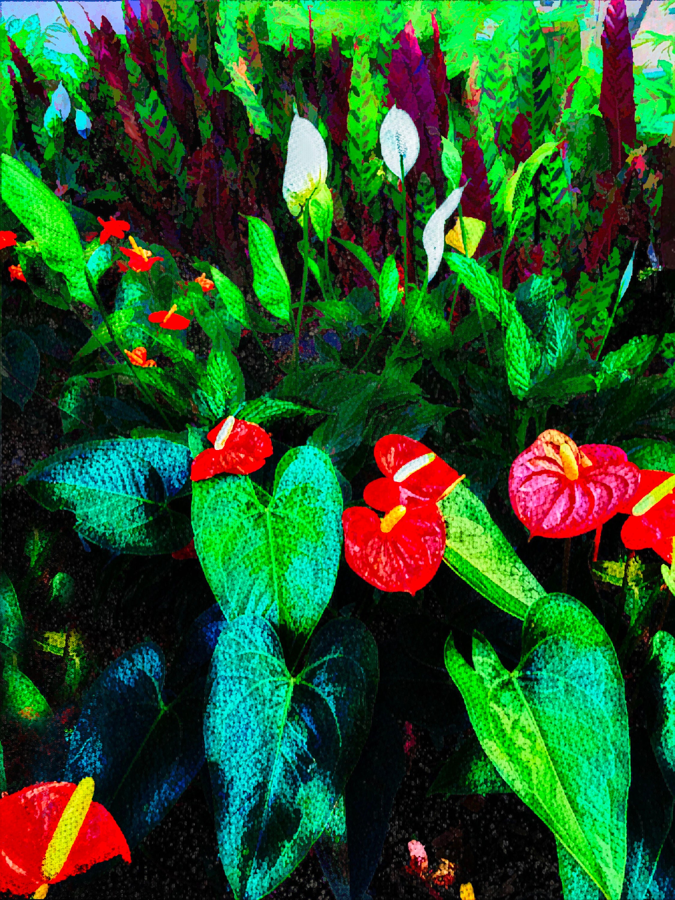 Tropical Garden Art: Maui Anthurium Flowers, Colorful Wall Decor - Etsy