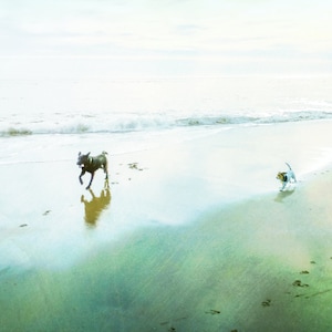 dogs on beach,pet art,home office,beach photo art,seaside photo,seaside,wall décor,coastal art,dogs,beach,seascape photography,rustic décor