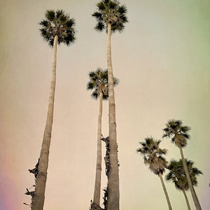 canvas,metal,palm trees,arge wall print,palm desert art,palm beach art,dusty sunset,tall trees,dusk,la sunset,desert colors,desert sunset