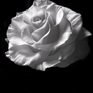 floral art,black and white rose,rose abstract,large wall decor,botanical wall art,home décor,large wall decor,abstract floral,romantic rose