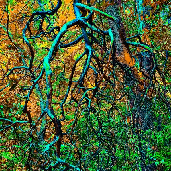 Madrone,stained glass,landscape photo art,large landscape photography,tree wall décor,madrone tree art,madrone,madrone tree,tree of life