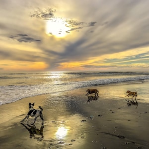 A Wet Dog is a Happy Dog,beach photo art,seaside photo,seaside,wall décor,coastal art,dogs,beach,seascape photography,rustic décor