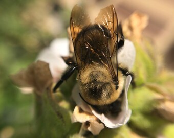 Foraging Eastern Bumblebee (framed photograph)
