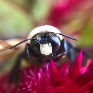 Soy una abeja de niño (fotografía enmarcada)