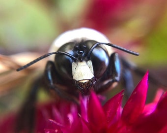 I am a boy bee (framed photograph)