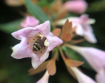 Sweat Bee Booty (framed photograph)