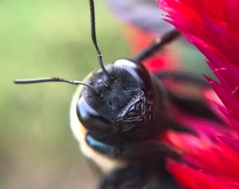 I am a bee (framed photograph)