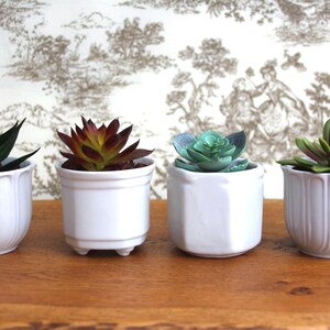 Op de afbeelding: Vier kleine vetplanten in witte keramische potten. De vetplanten hebben verschillende kleuren groen, rood en blauwgroen. De potten staan op een houten oppervlak tegen een behangachtergrond.