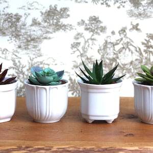 Puede incluir: Cuatro pequeñas plantas suculentas en macetas de cerámica blanca. Las suculentas tienen varios colores verdes, rojos y verde-azules. Las macetas están dispuestas sobre una superficie de madera contra un fondo de papel pintado.