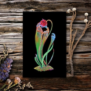 Pitcher Plant Mini Print / 4x6" Stampa opera d'arte originale / Dark Academia / Dark Cottagecore Postcard Print / Arte floreale gotica originale