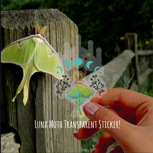 Luna Mond Motte Transparenter Aufkleber | Luna Motte Sticker | Transparenter Aufkleber | Mond Motte Sticker | Wasserfester Aufkleber | Luna Mond Motte