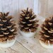 Pinecone Fire starters, Fircone, Soy wax, Campfire Starter, Log Burner Fire Starter.