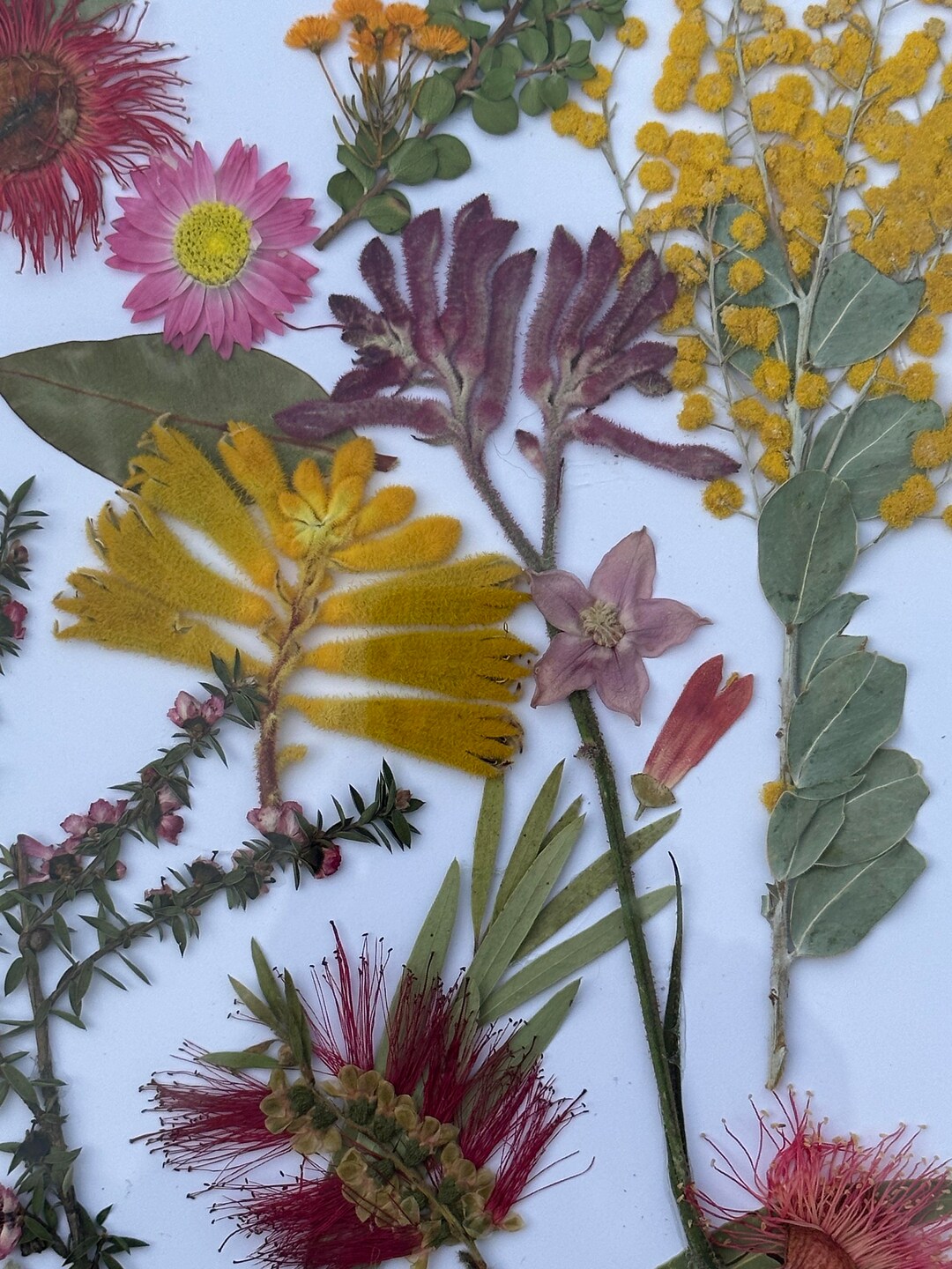 Australian Native Flower Wall Art a Mix of Native Flowers Etsy