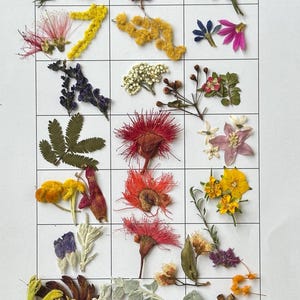 KIT DE ARTESANATO - Pacote adicional de flores nativas australianas
