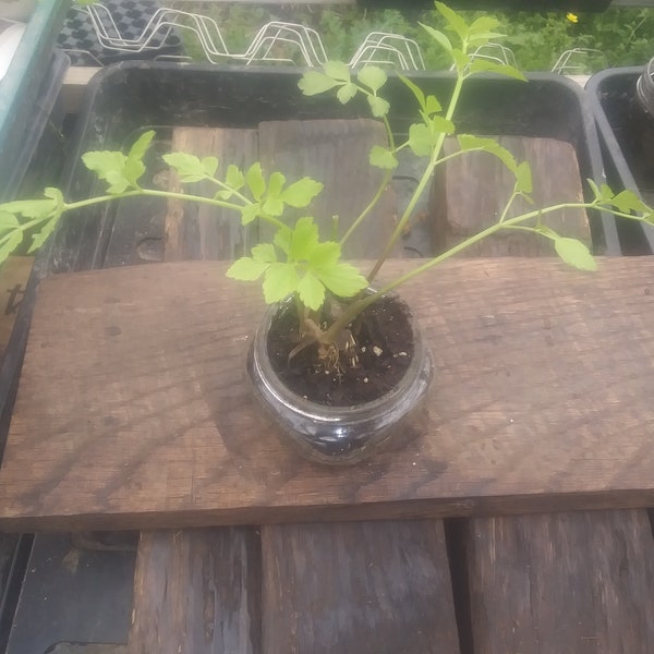 Korean Minari Seeds Etsy