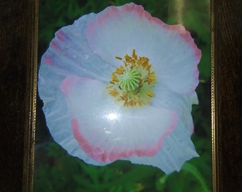 Poppy flower picture