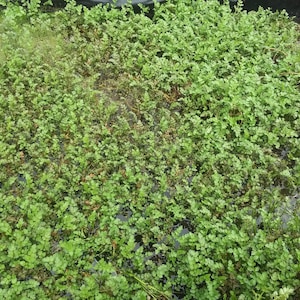 Minari plant