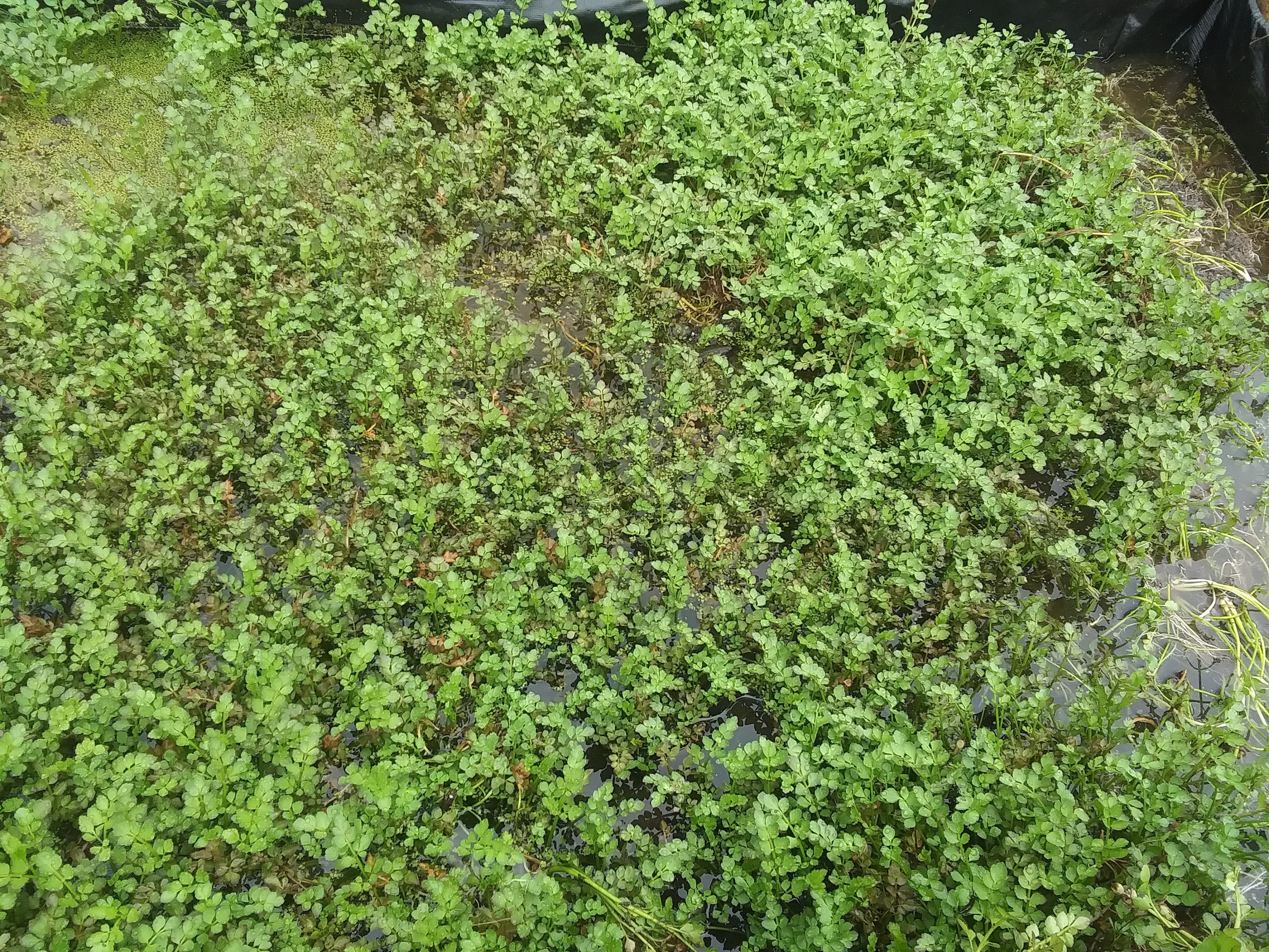 aquatic carnivorous plants Drosera Spatulata 'Labill' Aquatic Farmer Tissue Culture