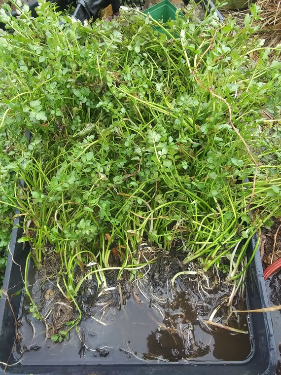 azalea plant Azalea Rosebud Potted Azalea Plant