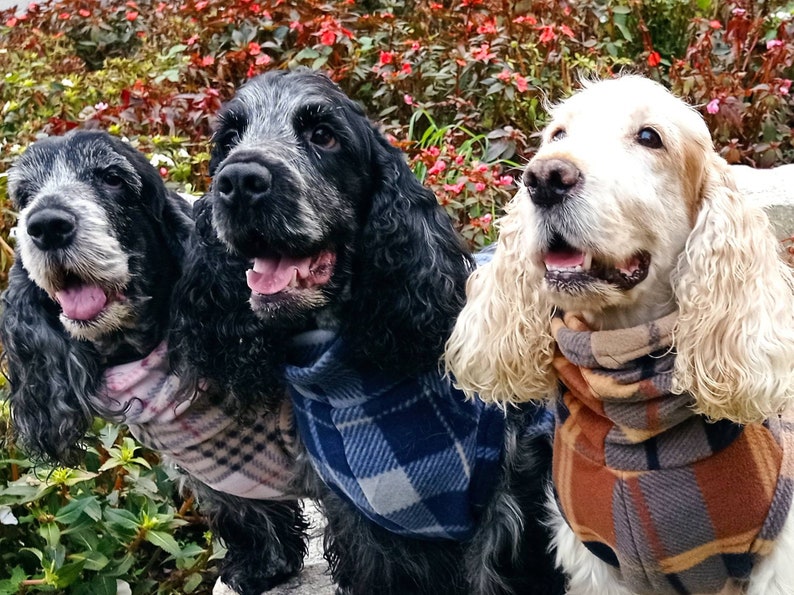 cocker spaniel jacket