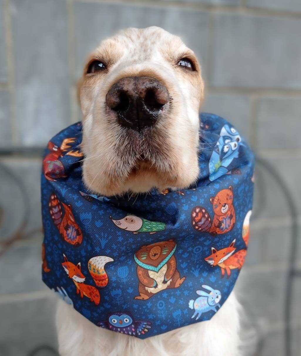 Waterproof dog snood swimming cap for dogs cocker ears Etsy