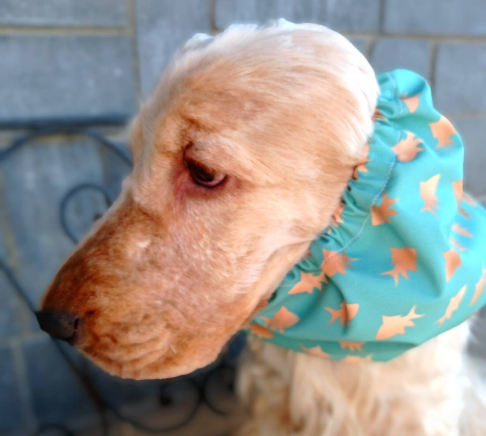 shower caps for dogs