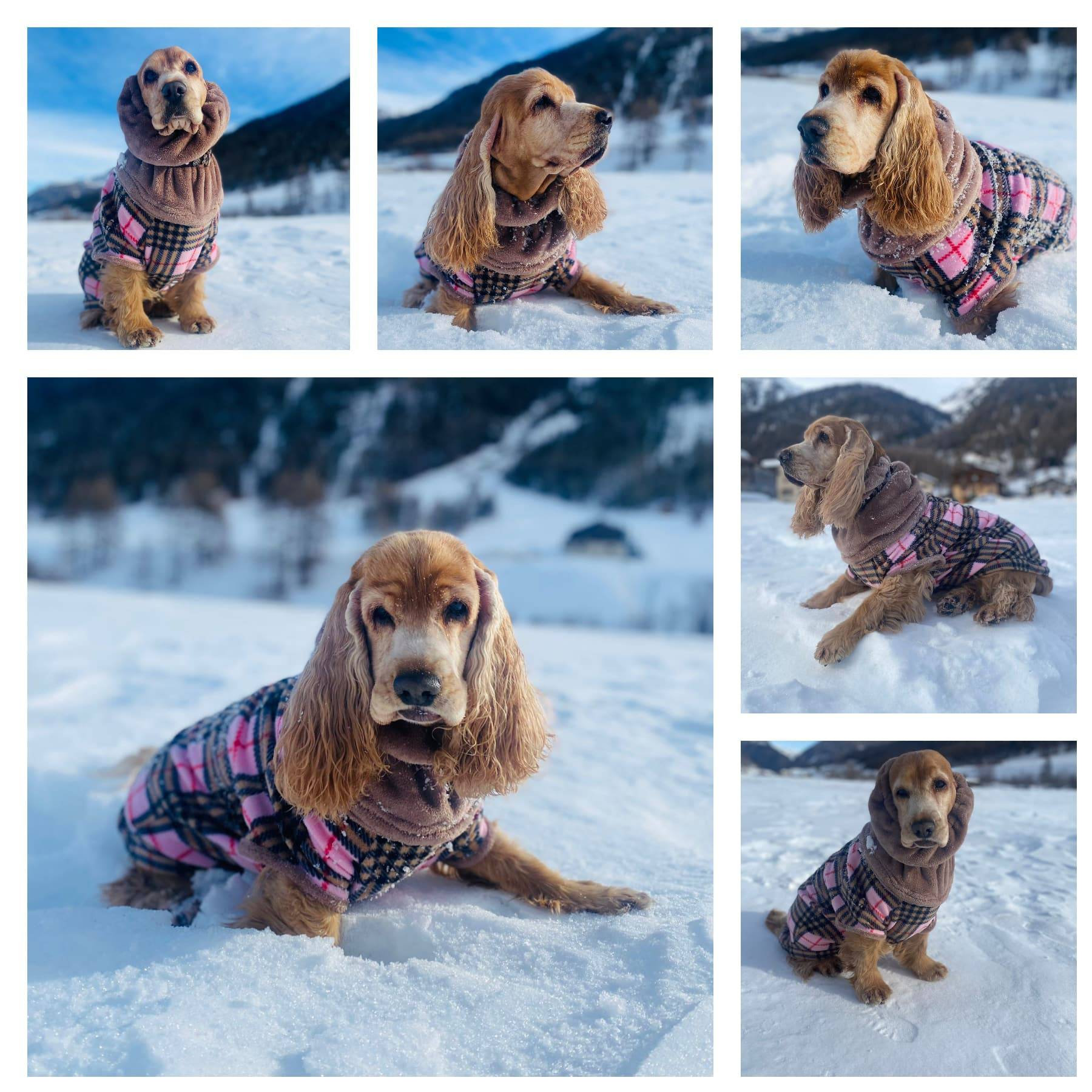 May include: A collage of images shows a Cocker Spaniel wearing a pink and black plaid coat and matching neck warmer. The dog is in a snowy environment with mountains in the background. The dog is sitting and laying down in the snow.