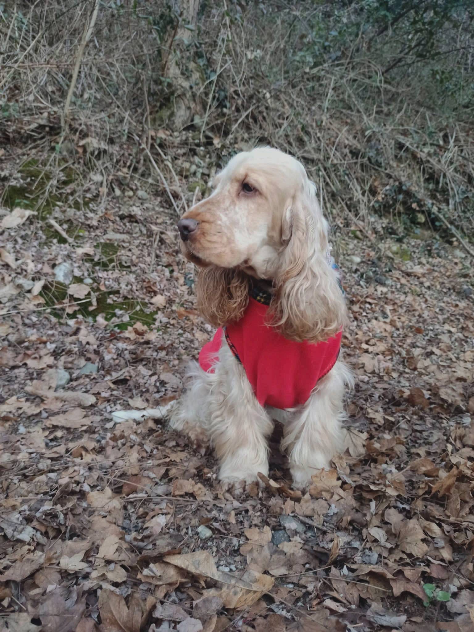 Suéter de Cocker spaniel rojo listo para chaqueta - Etsy