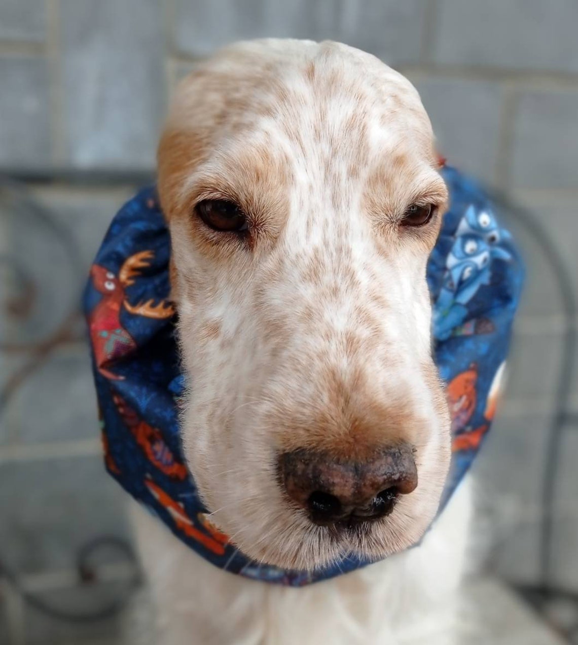 Dog swimming hat Clearance