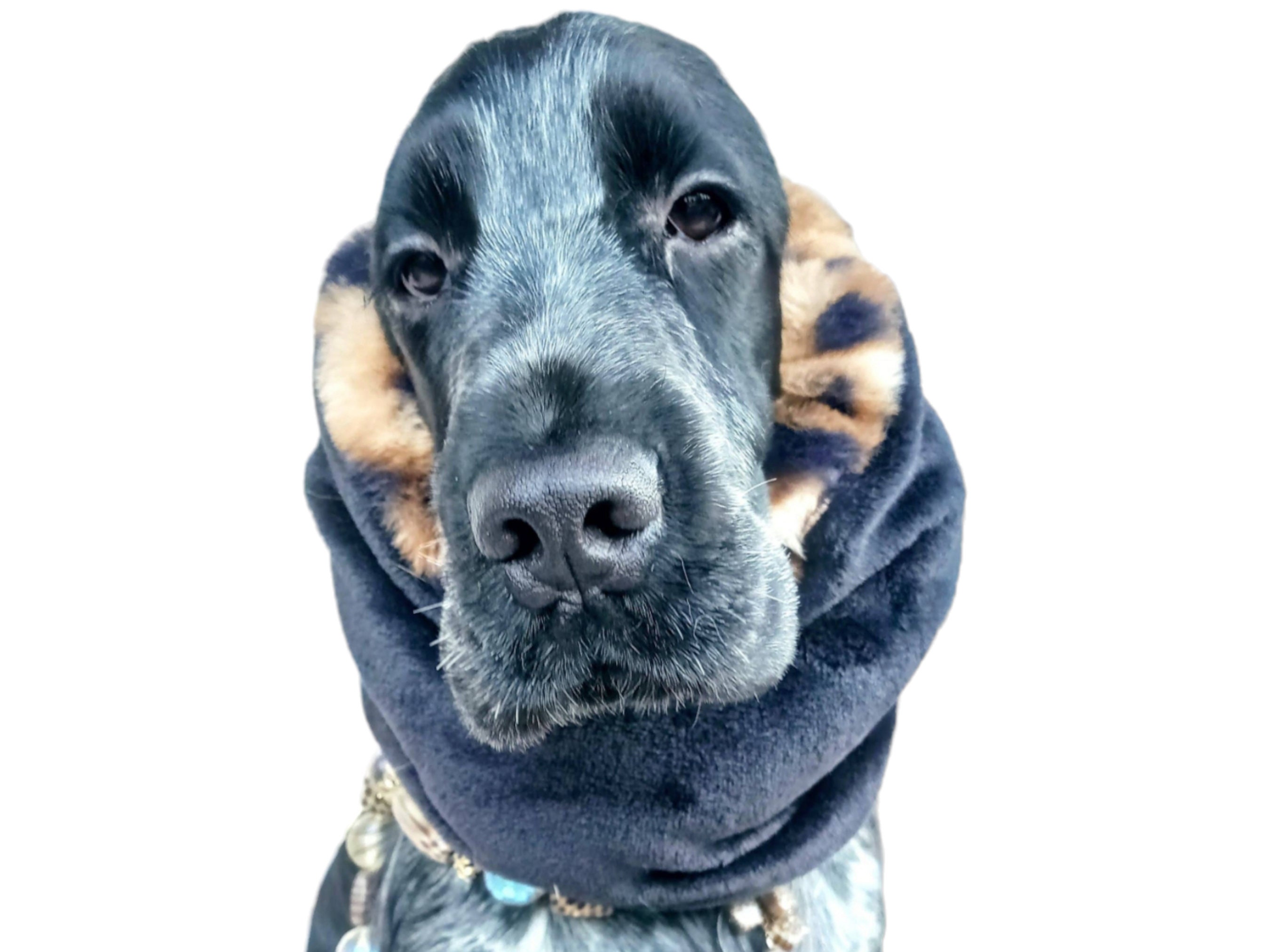 Dog hair scarf discount