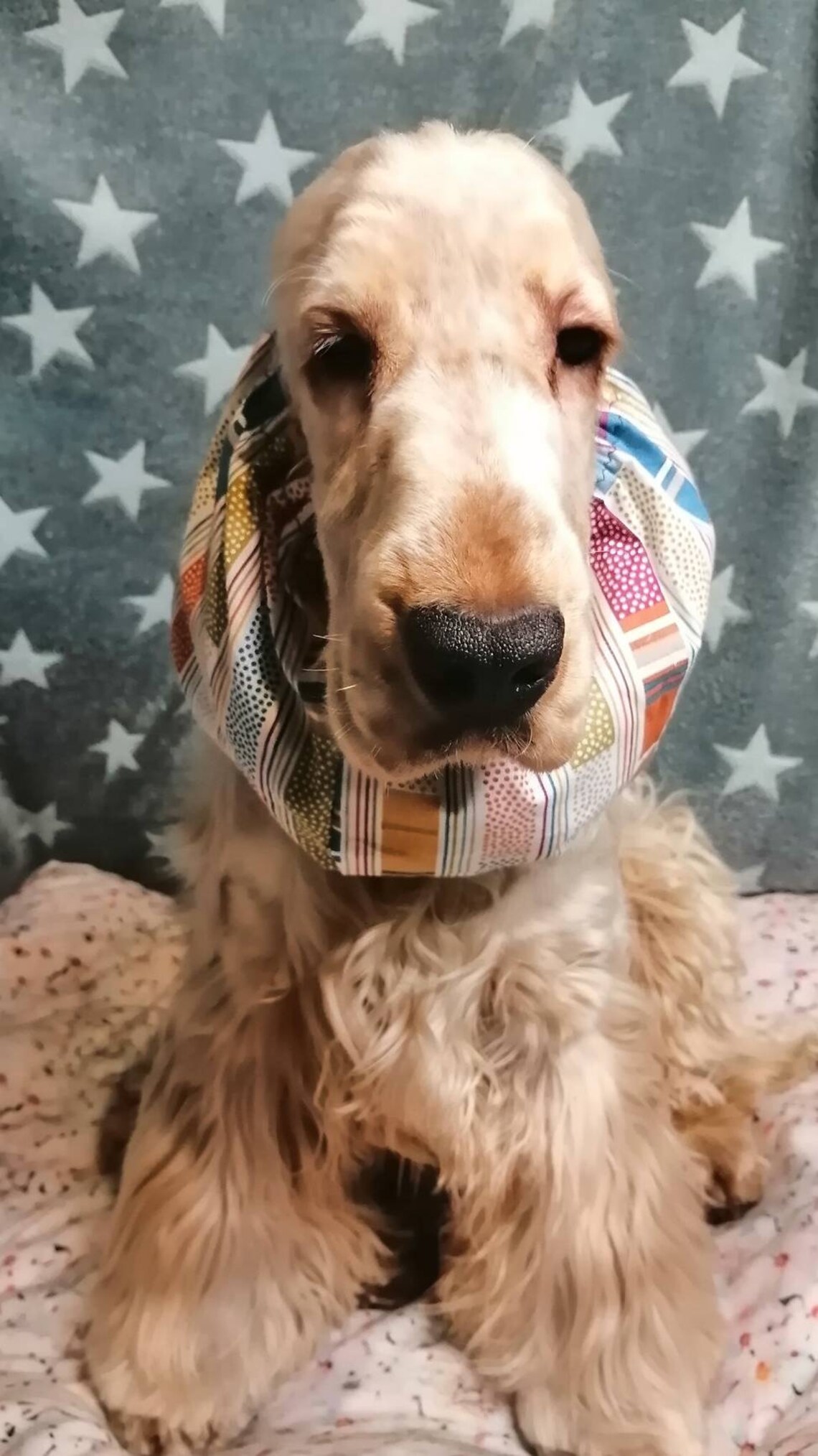 Cotton dog cocker spaniel snood cavalier king ears cover Etsy