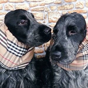 Snood en coton à carreaux marron clair pour chiens, snood en tartan pour cocker, snood en coton à carreaux pour bassethound, élégant serre-tête pour chien image 2