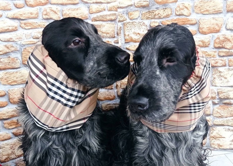 Snood en coton à carreaux marron clair pour chiens, snood en tartan pour cocker, snood en coton à carreaux pour bassethound, élégant serre-tête pour chien image 2