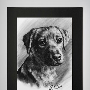 May include: Black and white charcoal drawing of a Labrador Retriever puppy. The puppy is looking to the right of the image. The drawing is signed and dated "2020".