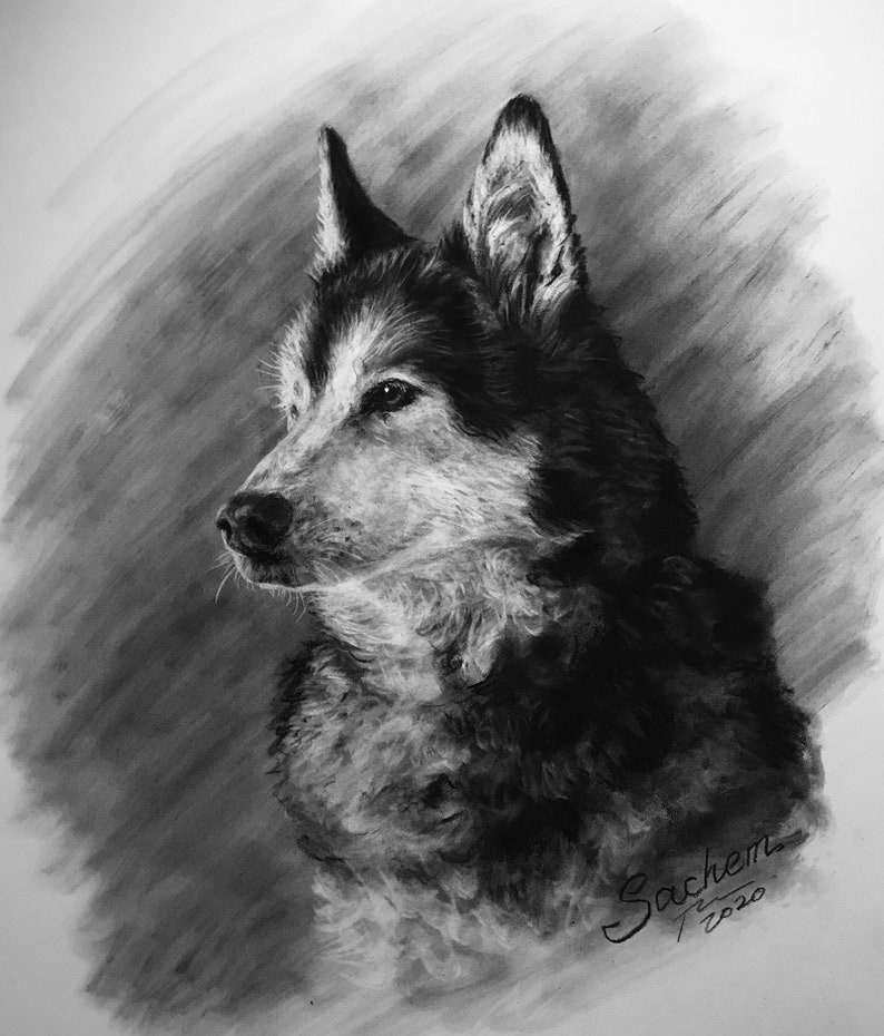 Pet Portrait Custom Charcoal Pet Loss Gift dog portrait charcoal pet illustration custom pet memorial drawing from photo image 2