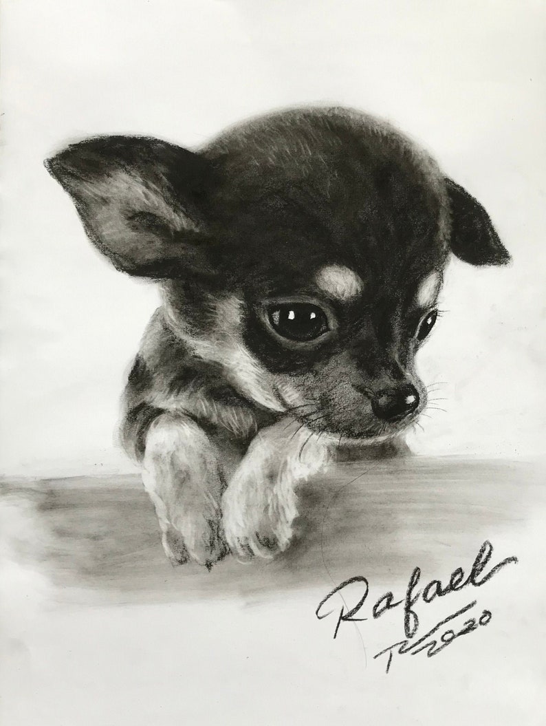 Pet Portrait Custom Charcoal Pet Loss Gift dog portrait charcoal pet illustration custom pet memorial drawing from photo image 5