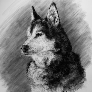 Op de afbeelding: Een zwart-witte houtskooltekening van een husky-hond met een geconcentreerde uitdrukking. De hond kijkt naar rechts in de afbeelding. De tekening is gesigneerd met "Sachem" en het jaar "2020" eronder.
