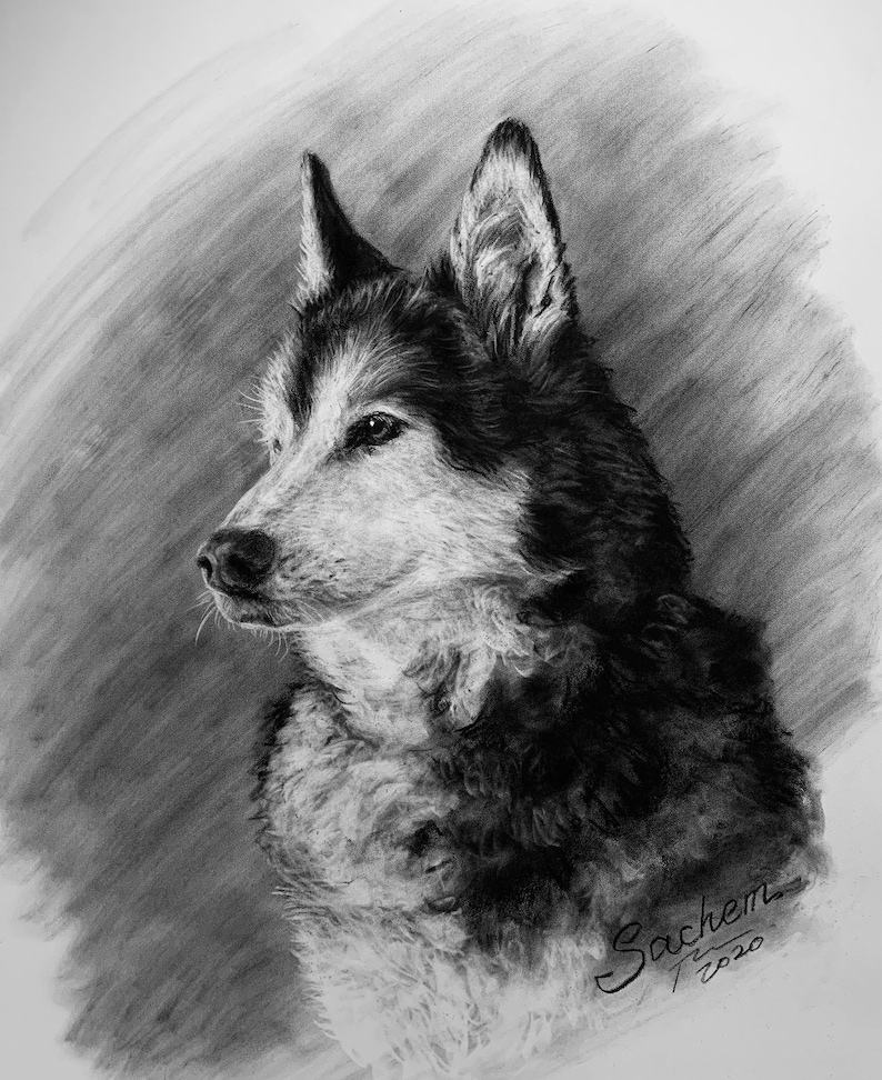 Op de afbeelding: Een zwart-witte houtskooltekening van een husky-hond met een geconcentreerde uitdrukking. De hond kijkt naar rechts in de afbeelding. De tekening is gesigneerd met "Sachem" en het jaar "2020" eronder.
