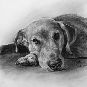 Op de afbeelding: Een zwart-witte tekening met houtskool van een hond die ligt met zijn hoofd op zijn poten. De hond heeft een droevige uitdrukking op zijn gezicht.